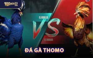 Đá Gà Thomo