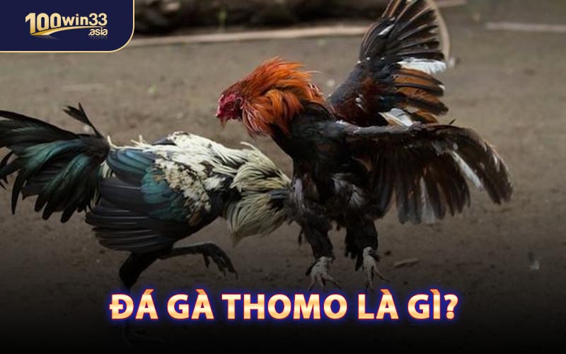 Đá Gà Thomo Là Gì?