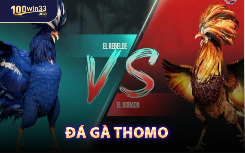 Đá Gà Thomo