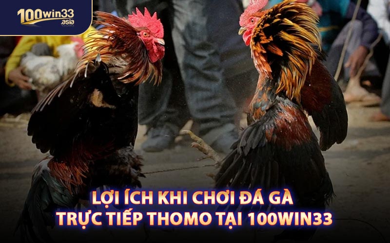 Lợi Ích Khi Chơi Đá Gà Trực Tiếp Thomo Tại 100win33